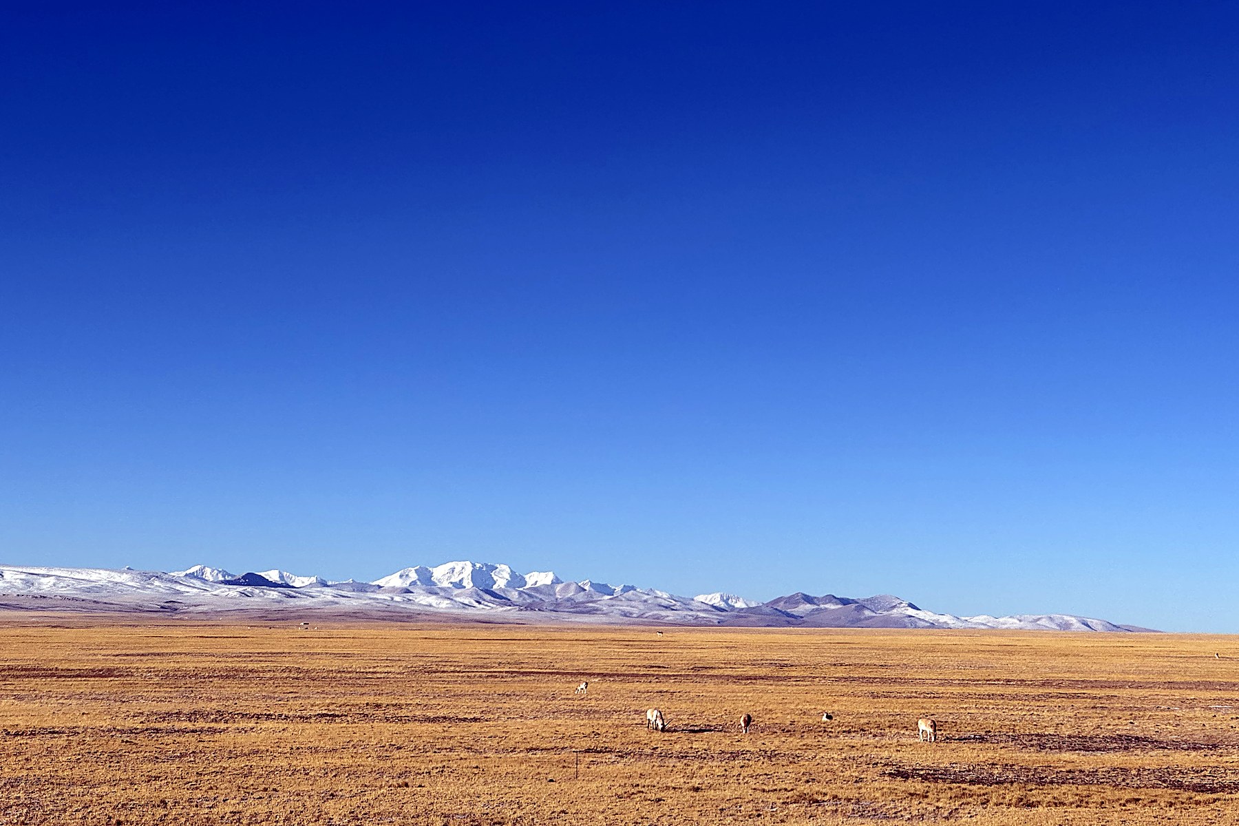 Golden winter grassland with a long snow-covered range on the horizon