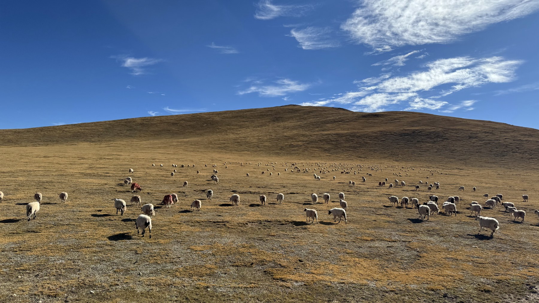 A flock scattered across a brown plateau slope beneath a blue sky