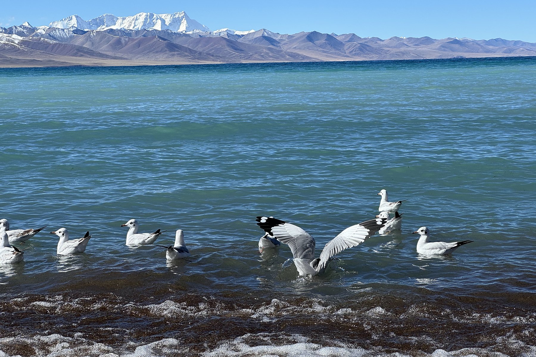 Birds in the shallows of Namtso with mountains beyond